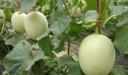 滑县最新瓜爆料,揭秘当地神秘事件背后的真相