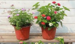 御晟酒店爆料视频大全最新,揭秘酒店幕后真相